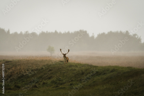 front view of fallow buck with big antlers standing on a meadow with rain and mist behind