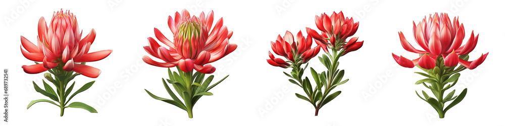 Fototapeta premium Indian Paintbrush flower clipart collection, vector, icons isolated on transparent background