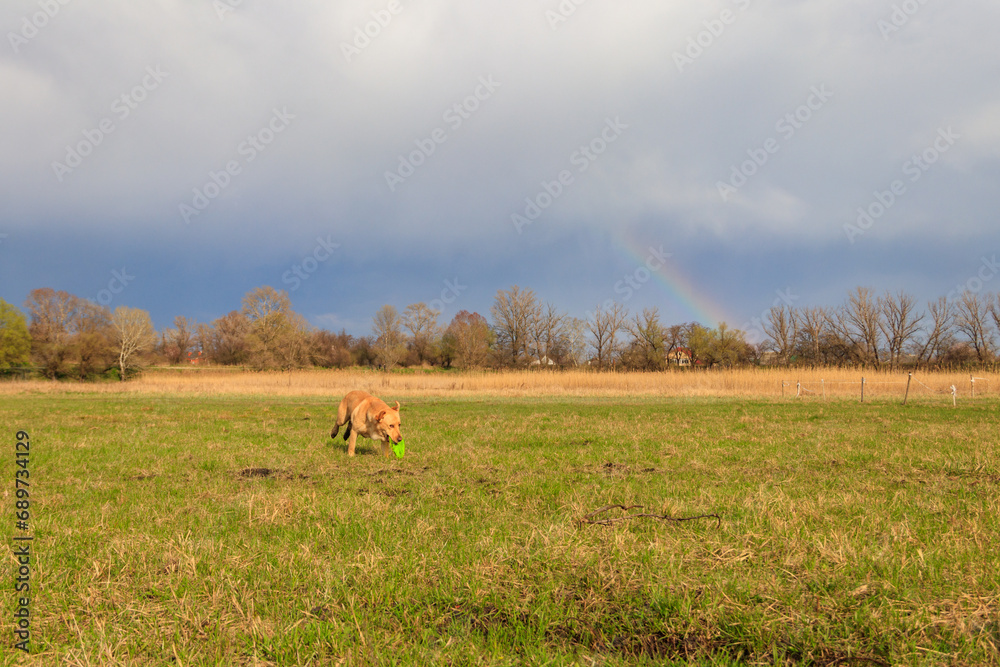 Cute Labrador retriever dog playing with flying disc on a meadow
