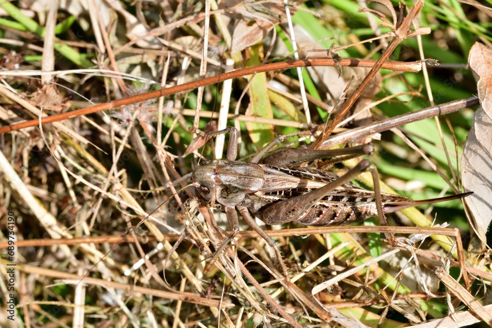 Natural camouflage of the dark bush-cricket in the grass in the meadow