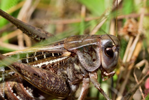 Obraz na płótnie Super macro photo of a dark bush-cricket's head hiding in the grass w salonie