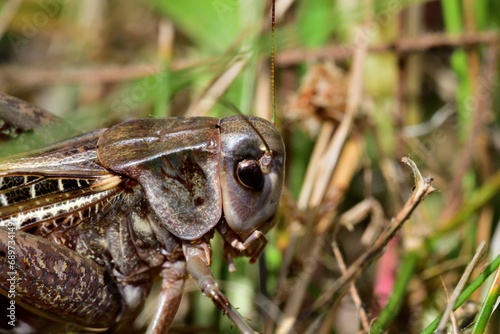 Super macro photo of a dark bush-cricket's head hiding in the grass photo