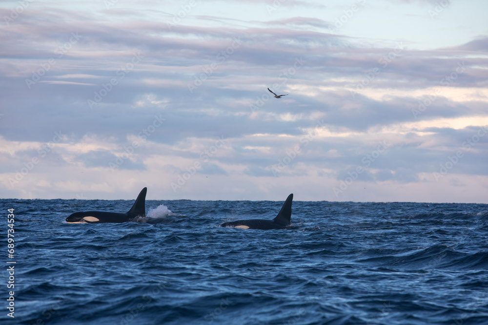 Fototapeta premium Orca (killer whale) swimming in the cold waters on Tromso, Norway.