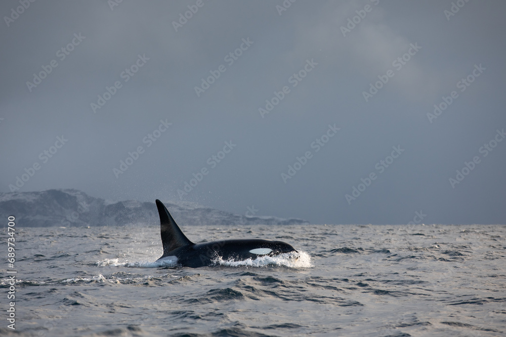 Fototapeta premium Orca (killer whale) swimming in the cold waters on Tromso, Norway.