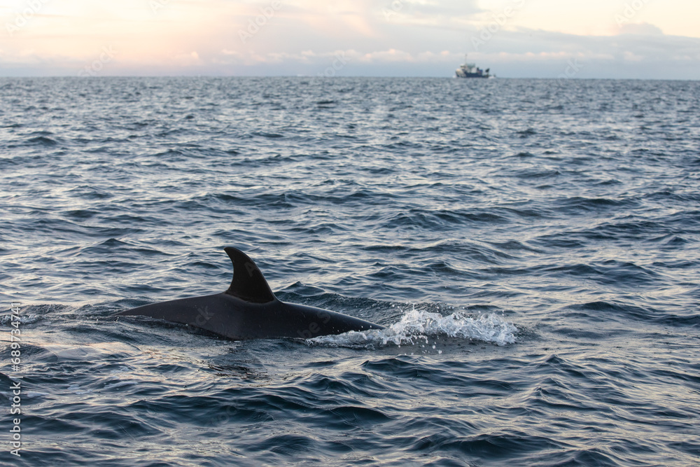 Naklejka premium Orca (killer whale) swimming in the cold waters on Tromso, Norway.
