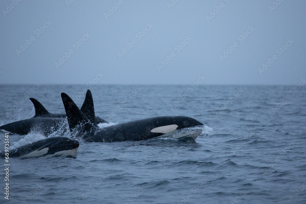 Fototapeta premium Orca (killer whale) swimming in the cold waters on Tromso, Norway.