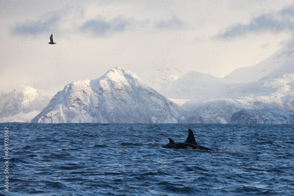 Fototapeta premium Orca (killer whale) swimming in the cold waters on Tromso, Norway.