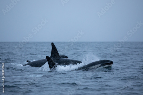 Orca (killer whale) swimming in the cold waters on Tromso, Norway. © Kertu