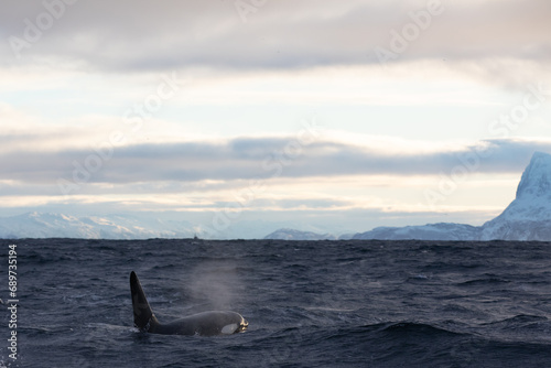 Orca (killer whale) swimming in the cold waters on Tromso, Norway. © Kertu