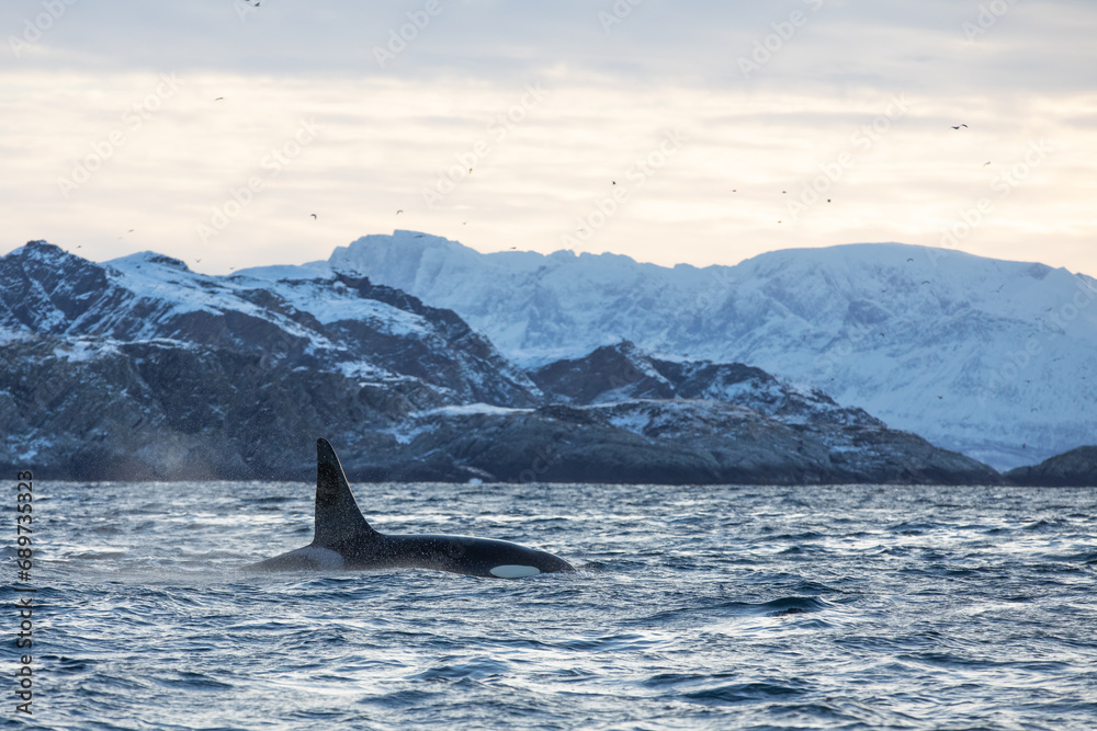 Fototapeta premium Orca (killer whale) swimming in the cold waters on Tromso, Norway.