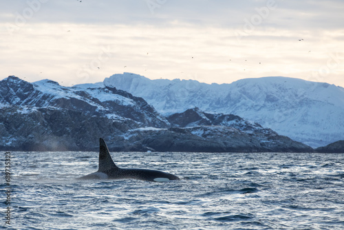 Orca (killer whale) swimming in the cold waters on Tromso, Norway. © Kertu