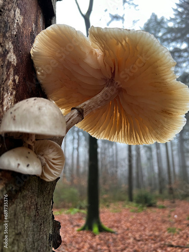 Oyster mushroom on a tree
