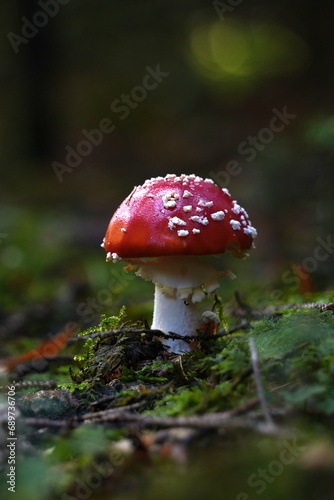 Fly agaric in forest dark look.