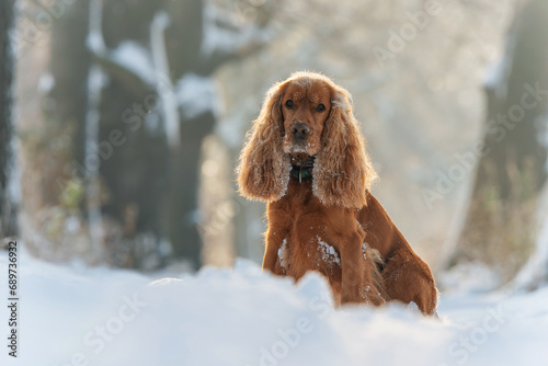 Cocker spaniel angielski na śniegu, portret  photo