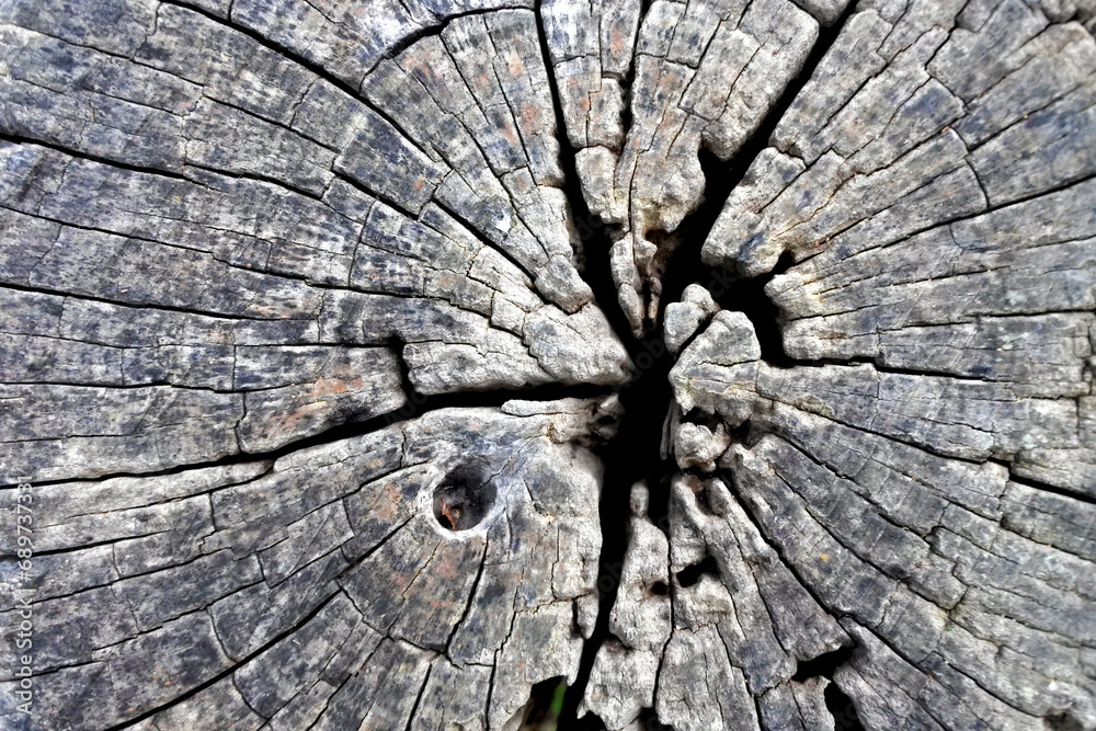 Wood texture Tree abstract background nature organic Wood texture Tree abstract background nature organic