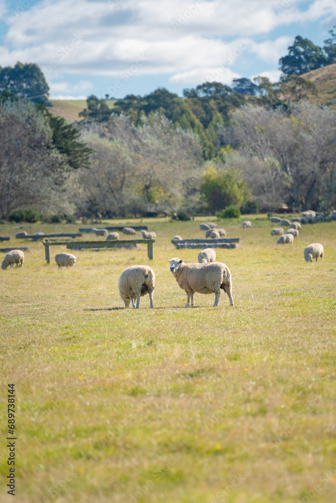 Obraz premium Two sheep in the meadow with the herd in background