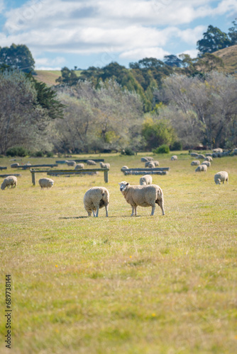 Two sheep in the meadow with the herd in background