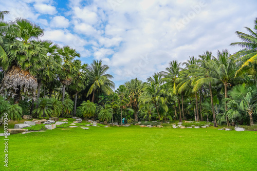 Panoramic beautiful outdoor view of a tropical rainforest in a monsoon climate with unique palm trees of different types, blue sky with clouds above.
