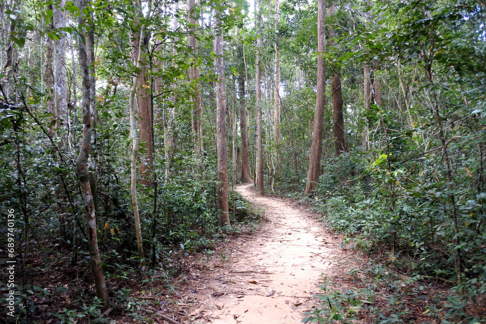 Fototapeta premium Forest in Park of Phu Wiang National Park, Khon Kaen , Thailand