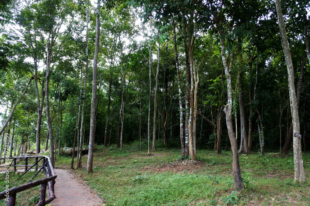 Obraz premium Forest in Park of Phu Wiang National Park, Khon Kaen , Thailand