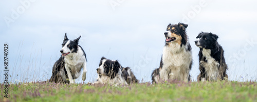 A pack of obedient dogs - Border Collies in all ages from the young dog to the senior