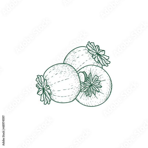 Hipster Vintage Hand Drawn Sketch Opium Poppy or Papaver somniferum Heads
