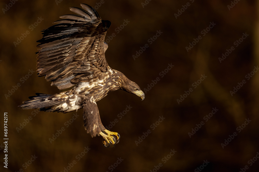 Obraz premium White eagle tail