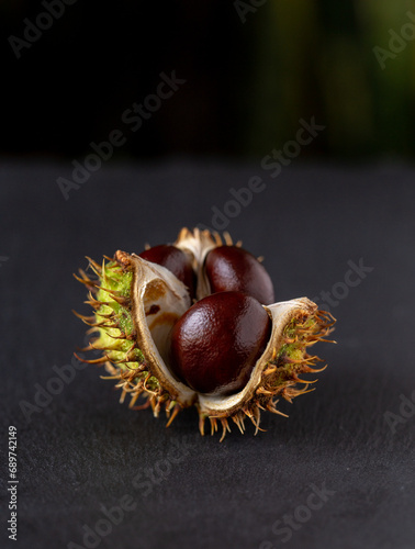 Chestnut fruit. Large and bright chestnuts, deep brown color