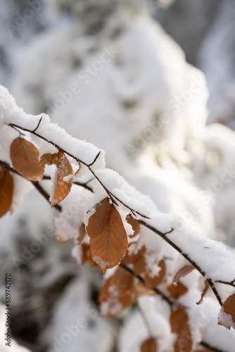White snow on the branches.