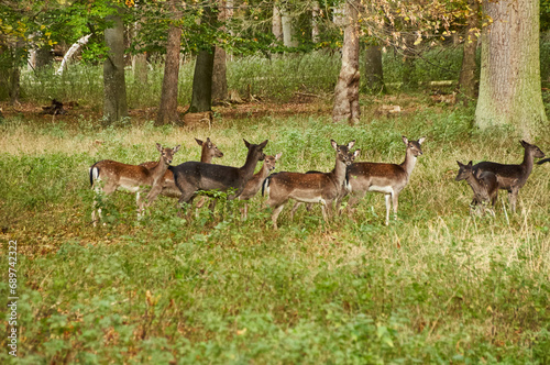 Fototapeta Naklejka Na Ścianę i Meble -  Tiergarten Hannover: Rehen und Hirschen im November