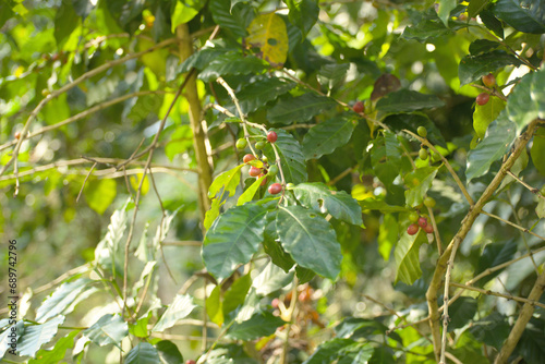 Red cherry coffee on a branch
