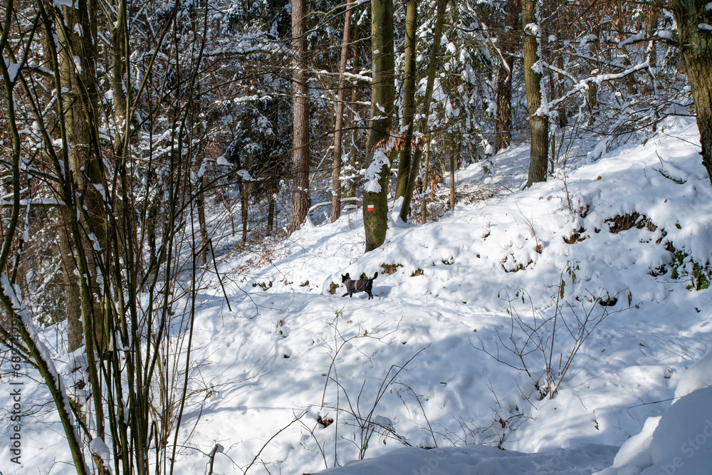 Fototapeta premium Snowy forest.