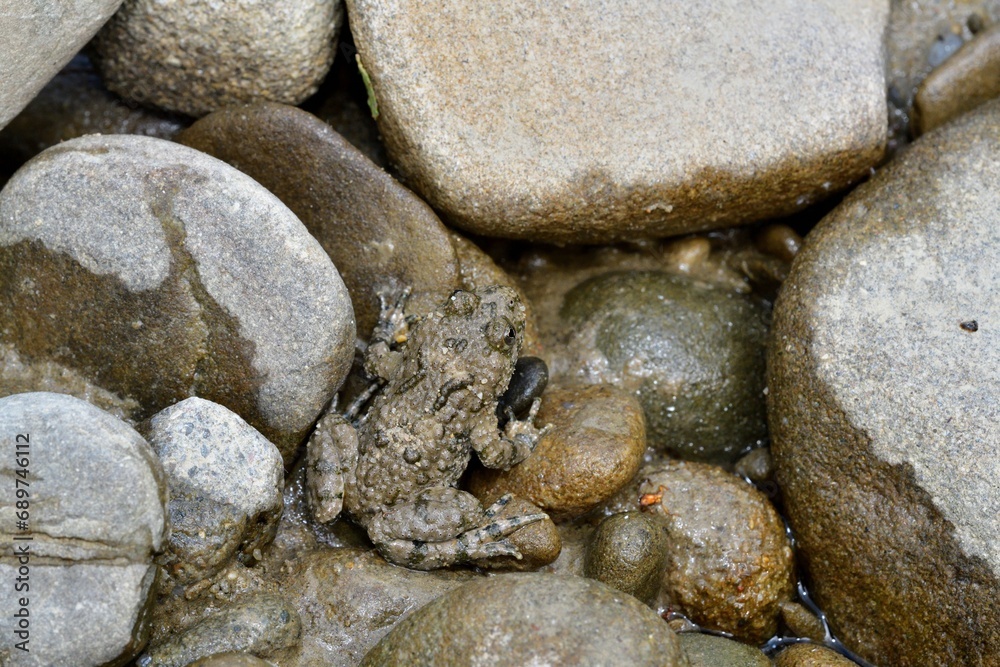 Brown common frog sits on a stone near a puddle