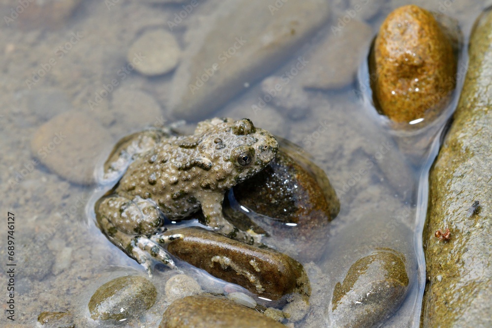 Portrait of common frog sitting on stone near the water scream