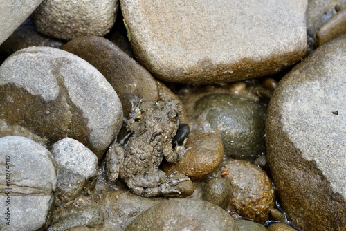 Obraz na płótnie Brown common frog sits on a stone near a puddle w salonie