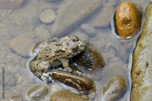Obraz na płótnie Portrait of common frog sitting on stone near the water scream w salonie