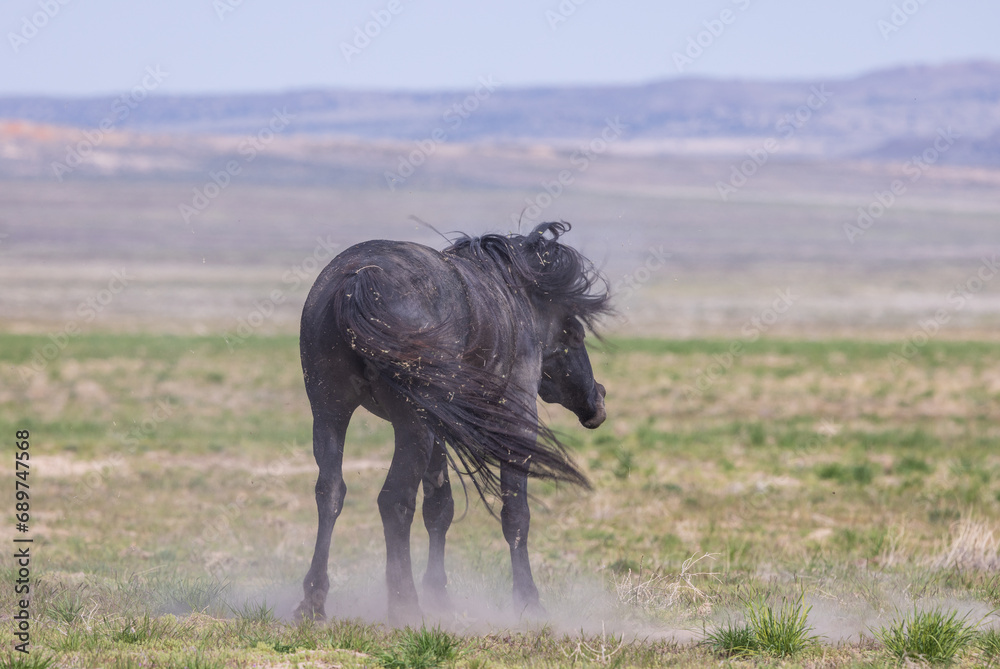 Fototapeta premium Wild Horse in the Utah Desert in Springtime
