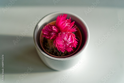 Close-up high angle view of beautiful pink blossom of mini cactus in white small plant pot at home. Photo taken December 7th, 2023, Zurich, Switzerland. photo