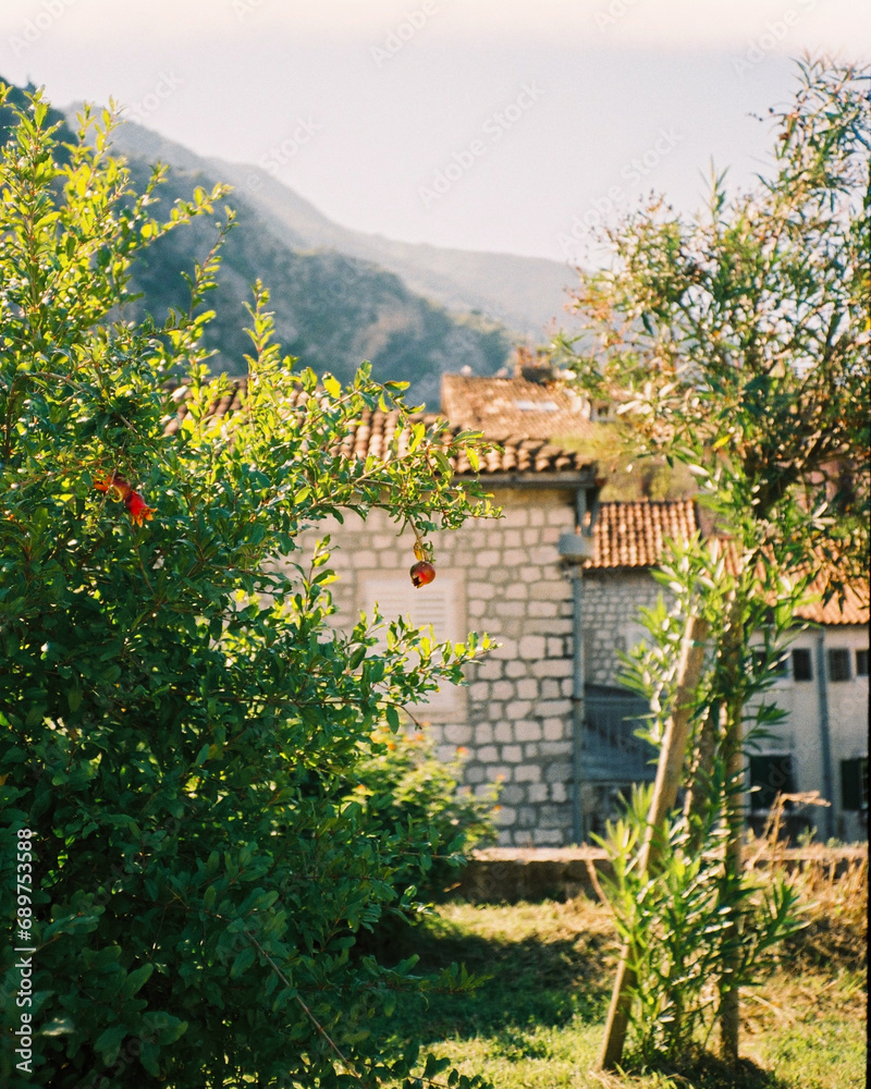 green bush with red pomegranate in the old town