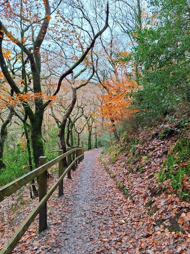 Beautiful Autumn Woodland Walk alongside the River Okement in Devon, UK