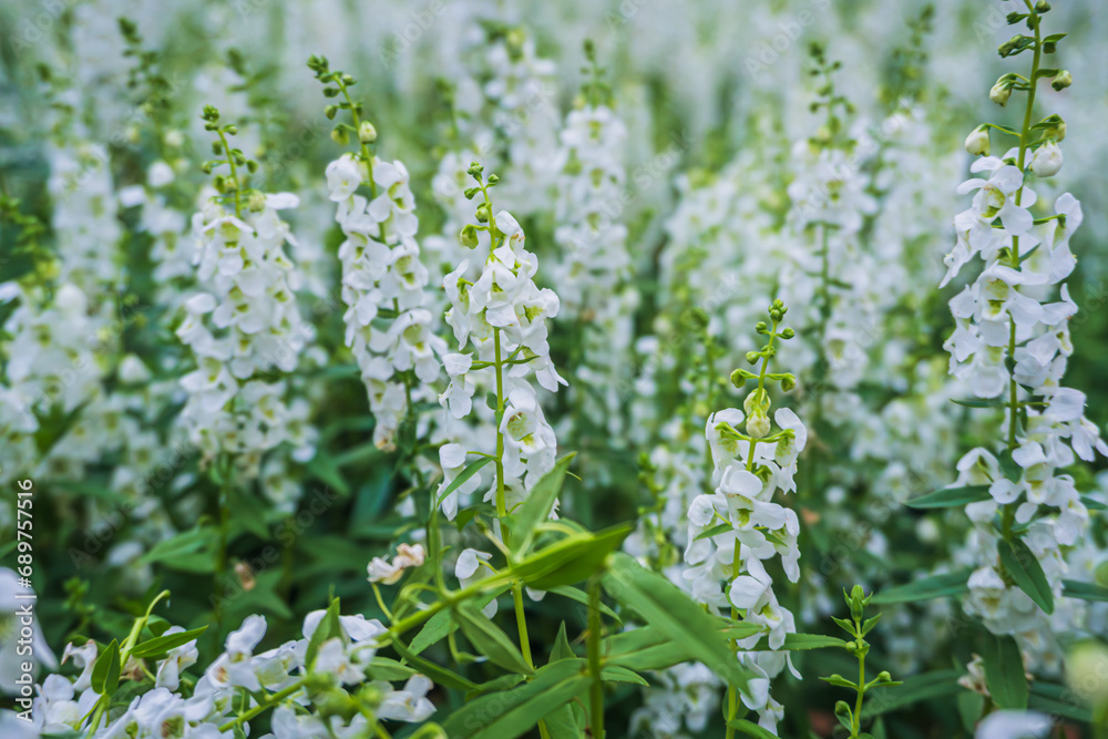 Close up of white Angelonia flowers and green leaves at King Rama 9 Park ,Bangkok Thailand Close up of white Angelonia flowers and green leaves at King Rama 9 Park ,Bangkok Thailand
