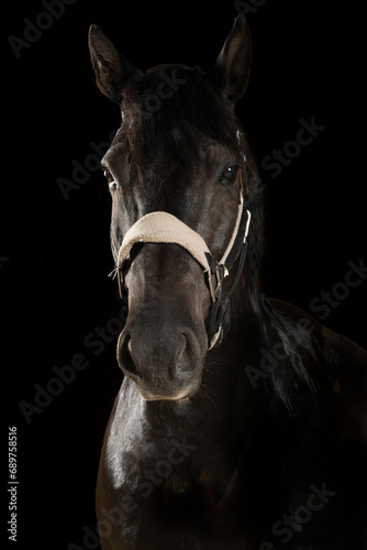 A beautiful black Canadian horse portrait