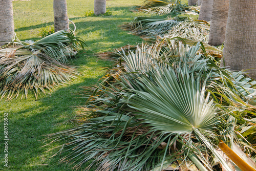 Fresh cutting down palm leaves on the ground. The result of the gardener's work on the improvement of plants and trees. Seasonal emergency and sanitary pruning of trees. Municipal arborist service.