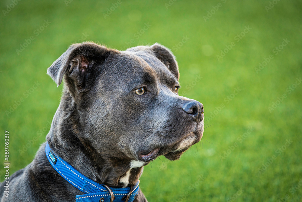 A dark chocolate colored pitbull staring intently to the right of the photo A dark chocolate colored pitbull staring intently to the right of the photo