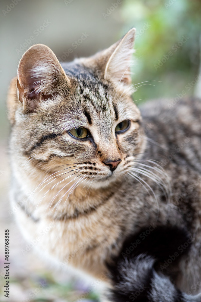 Close-up of an outdoor cat puppy.