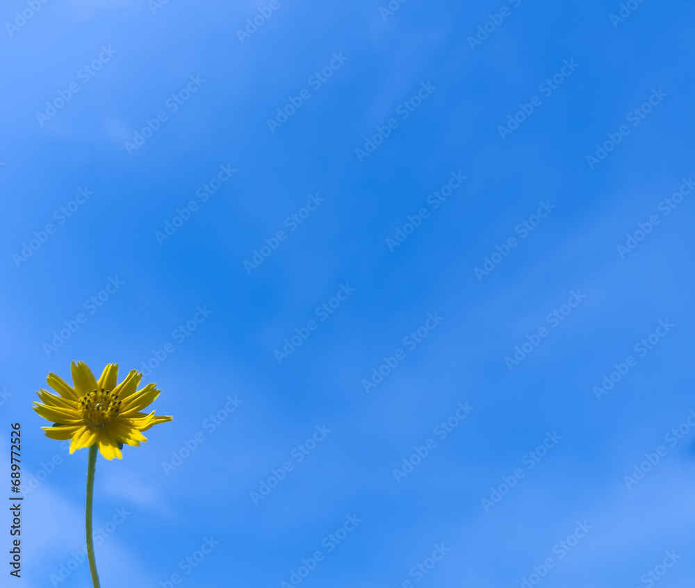 Fototapeta premium Little yellow flower on the blue sky