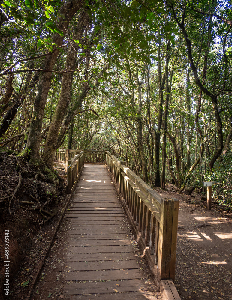 Laurel forest in Anaga Rural Park  on Tenerife