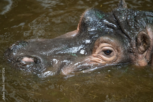 Part of the head of an amphibian hippopotamus in water.