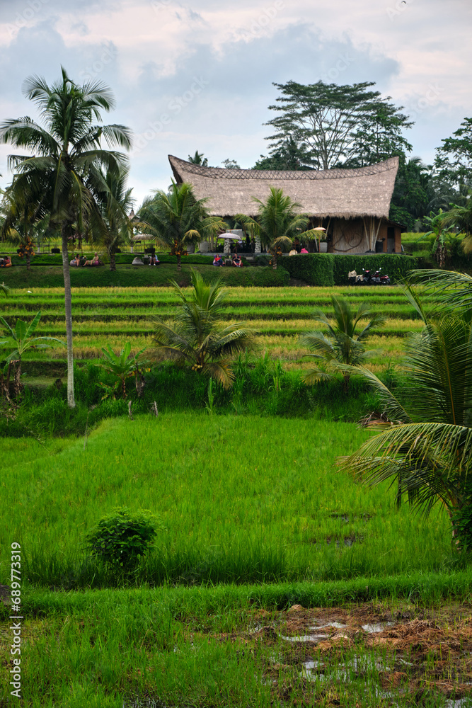 rice terraces in bali rice terraces in bali