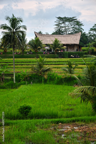 rice terraces in bali